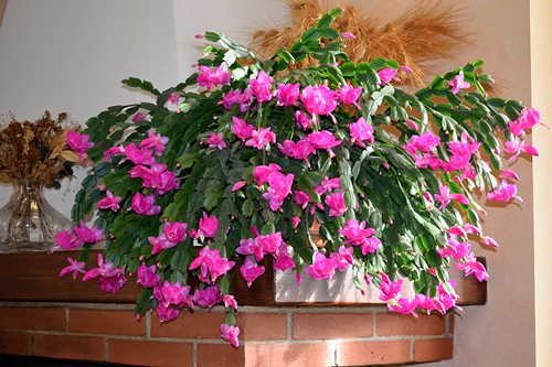 Is Christmas Cactus a Succulent