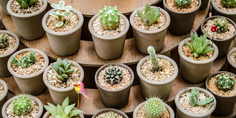 Cacti Type Plants