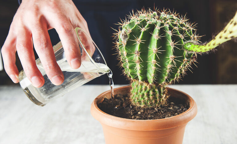 Home Depot Cactus Plants