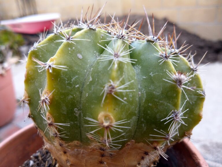 How to Care for Cacti