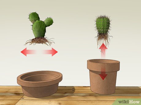 Cactus Maintenance