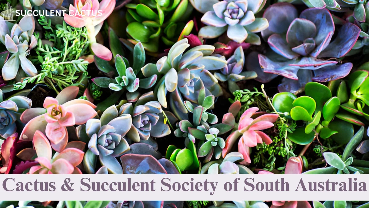 Cactus & Succulent Society of South Australia