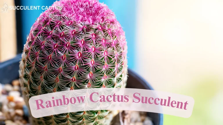 Rainbow Cactus Succulent