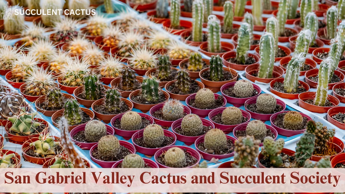 San Gabriel Valley Cactus and Succulent Society