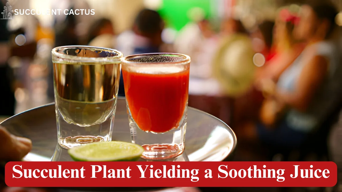 Succulent Plant Yielding a Soothing Juice
