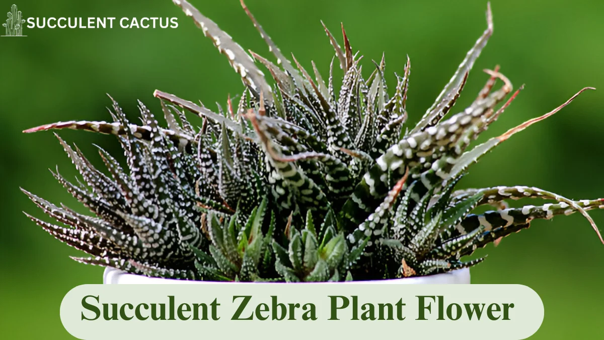 succulent zebra plant flower